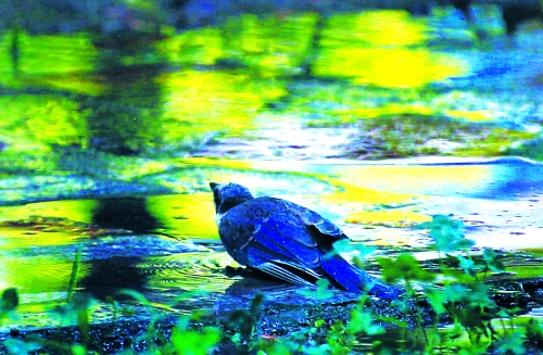 昨天，離三伏結(jié)束還有5天，鄭州、洛陽(yáng)拉響“紅色警報(bào)”