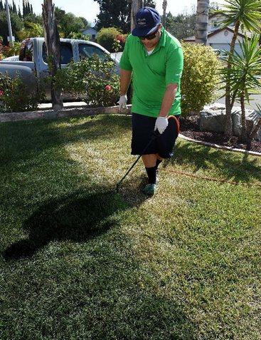 加州一市民正在為草地翻新“整容”。