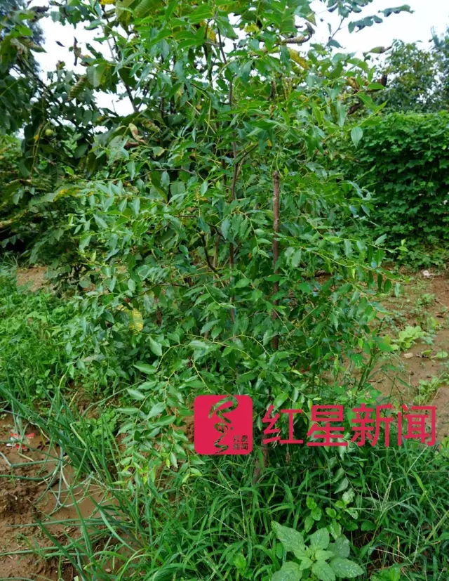 文玩核桃遇冷由幾萬一對降到5元沒人要？商戶否認(rèn)