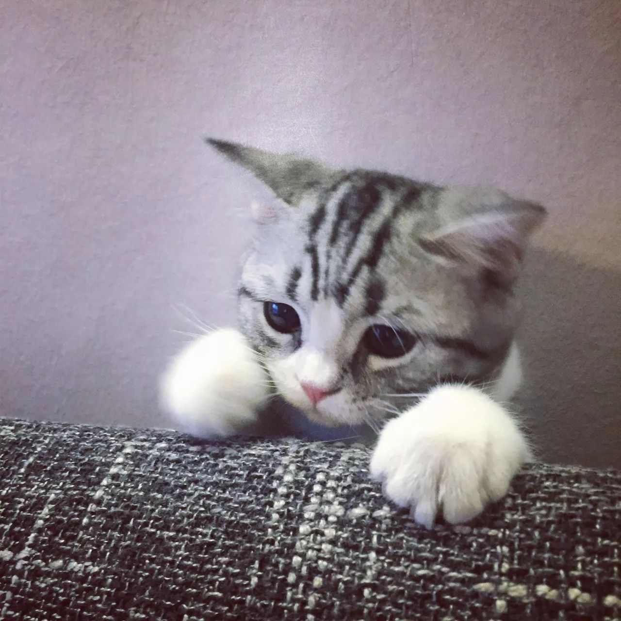 一只虛擬寵物貓叫價13億元？云養(yǎng)貓成真