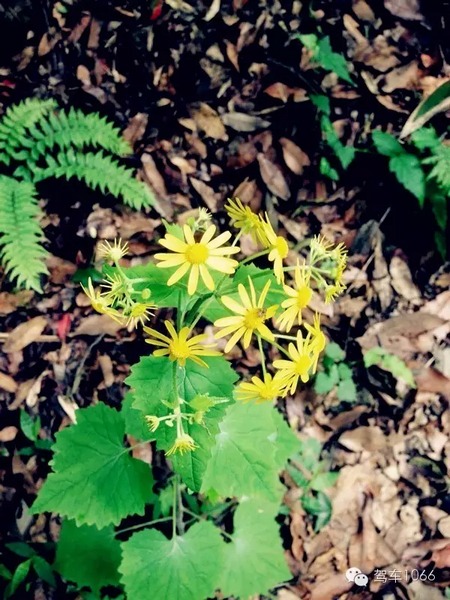 不僅有樹，還有美麗的小花花！
