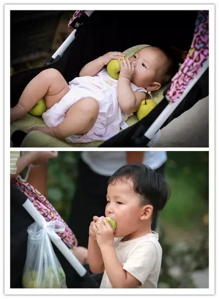 純天然無公害，新鮮采摘，直接入口！