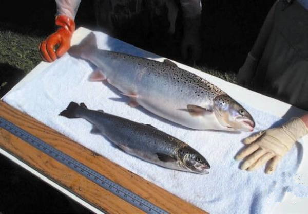 美國為何要率先吃轉(zhuǎn)基因動(dòng)物？