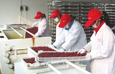 雖是寒冬，內(nèi)黃紅棗加工生產(chǎn)依然熱火朝天。