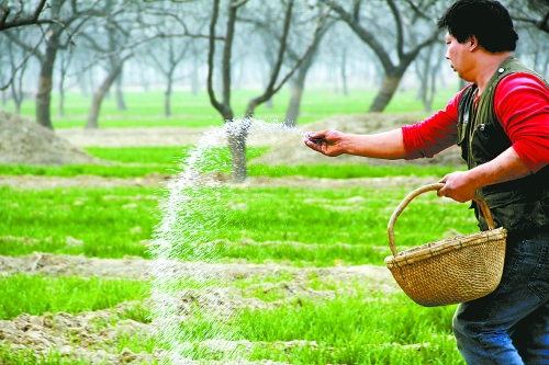 3月18日，內(nèi)黃縣城關(guān)鎮(zhèn)農(nóng)民在給小麥?zhǔn)┓?。眼下正是冬小麥返青的關(guān)鍵時期，內(nèi)黃縣廣大農(nóng)民積極開展以澆水