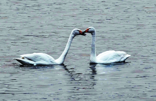 一對天鵝在“親密接觸” 一對天鵝在“親密接觸”