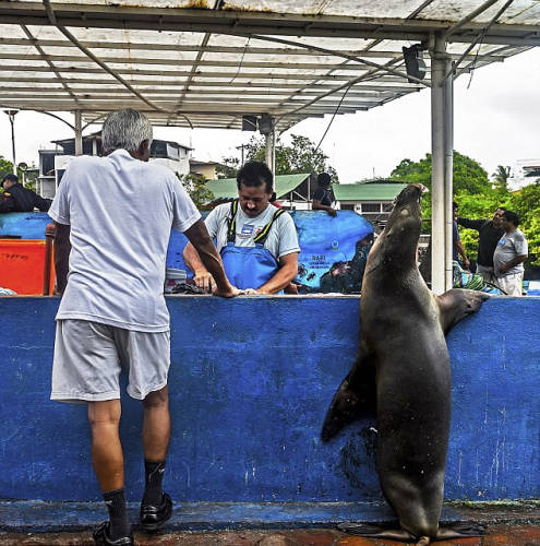 海獅變魚攤?？?排隊“購買”金槍魚