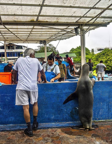 海獅變魚攤?？?排隊“購買”金槍魚