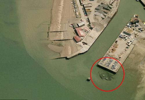 可夾碎人手腕的巨型螃蟹 可夾碎人手腕的巨型螃蟹