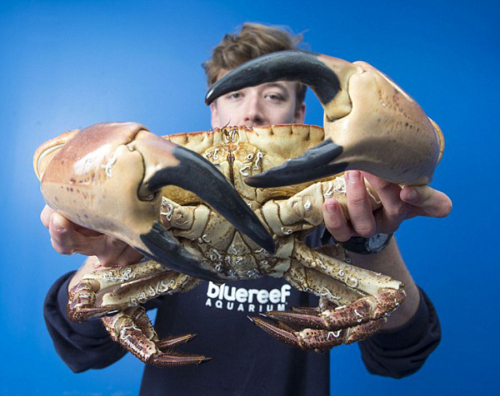 可夾碎人手腕的巨型螃蟹 可夾碎人手腕的巨型螃蟹