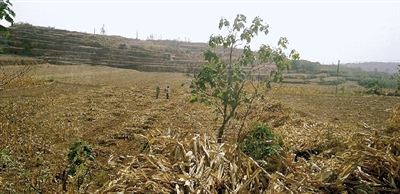 因干旱，農(nóng)田閑置尚未播種小麥