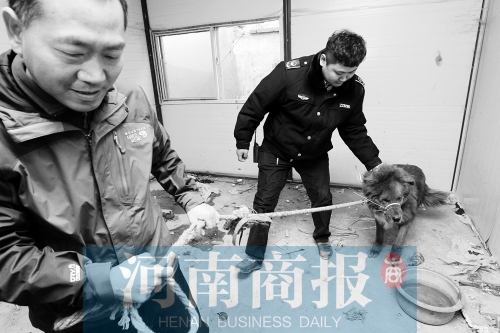 麻藥起作用后，這只藏獒被執(zhí)法人員控制