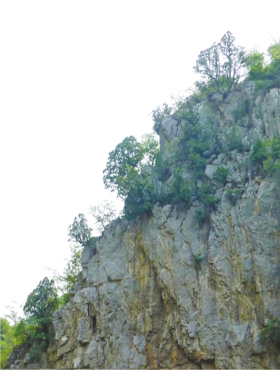 南太行山崖長的只是側(cè)柏,不是崖柏。