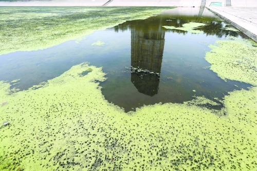 幾近干涸、臭氣熏天、長滿水草的東風(fēng)渠，已不見往日容顏　 記者 侯建勛/攝