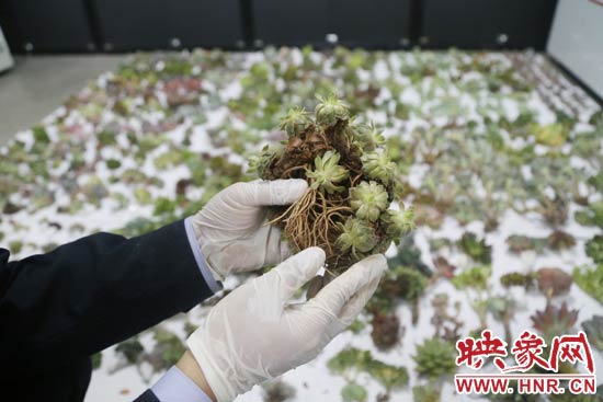 這些被截獲的多肉植物郵件面單上的品名大多申報為“禮物”、“衣服”等，屬于瞞報行為。