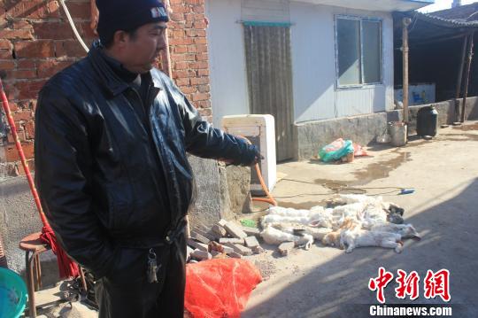 圖為家禽收購(gòu)點(diǎn)的陳姓工作人員介紹，是這些愛狗人士的封堵讓這些兔子無(wú)辜死去?！●R義恒　攝