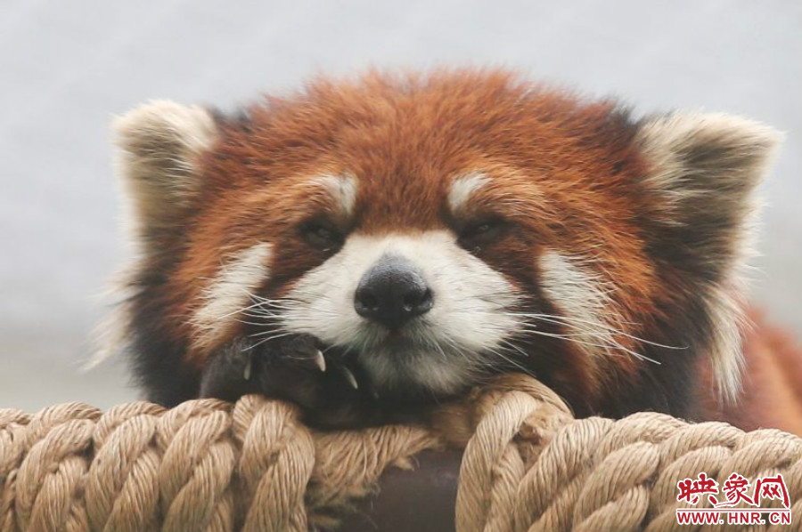 小熊貓在世界各動物園中是相當(dāng)受歡迎的動物。