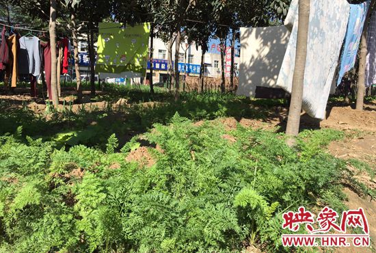 西四環(huán)中原路交叉口，大片生態(tài)廊道被毀，變成私家菜園。