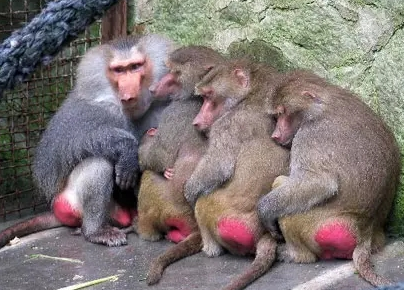 強(qiáng)冷空氣+雨 鄭州終于要下雪了！最低氣溫-6℃！