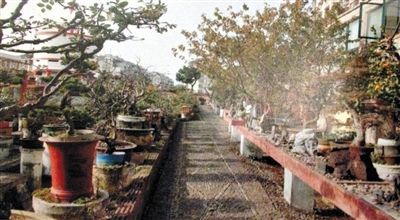 劉光嘉出示博物館內(nèi)部圖片中，擺放著各種盆景。