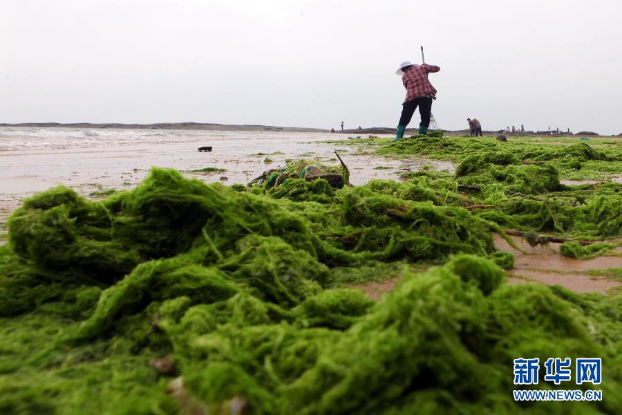 6月10日，山東日照市萬平口景區(qū)管理部門組織工作人員在清理海灘上的滸苔。