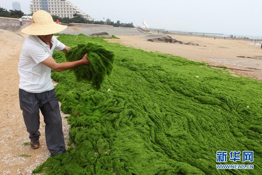 6月10日，山東日照市萬平口景區(qū)管理部門組織工作人員在清理海灘上的滸苔。