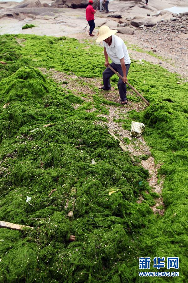 6月10日，山東日照市萬平口景區(qū)管理部門組織工作人員在清理海灘上的滸苔。