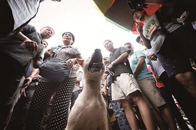 一只狗被動保人士與狗販子圍在中間，等待兩方的討價還價后決定去向