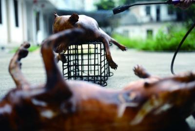 今天上午，玉林很多餐館為即將到來的狗肉節(jié)備貨，圖為餐館后廚正在加工狗肉 記者 劉暢 攝