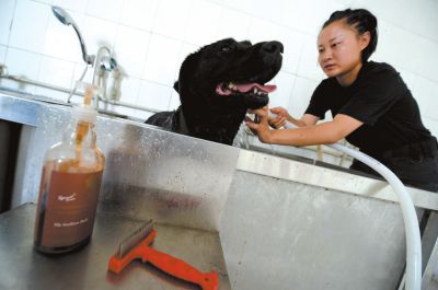 天熱時(shí),搜油犬會(huì)天天洗澡。