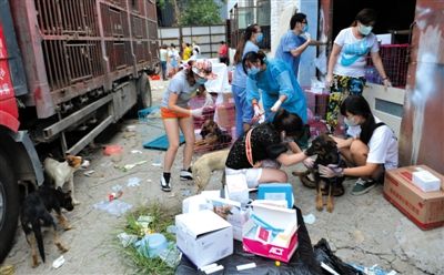 昨日下午,志愿者對(duì)攔截下來(lái)的狗逐一檢查,分類進(jìn)行管理。