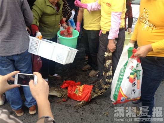 鱷魚被車主抓到。