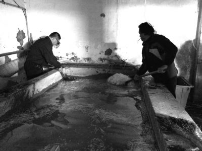 “黑作坊”的豆芽在臟亂不堪的水泥池中清洗。