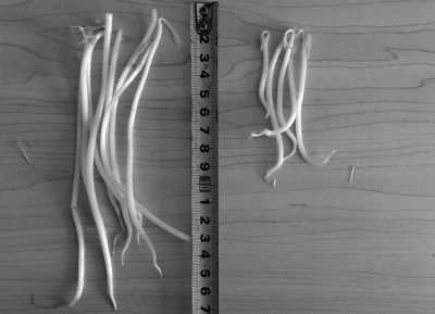 “黑作坊”制售的豆芽（左）和超市銷售的豆芽（右）長(zhǎng)度形成鮮明對(duì)比。