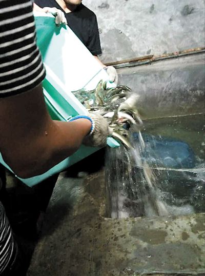 主人將撈上來(lái)的魚(yú)放進(jìn)魚(yú)池。