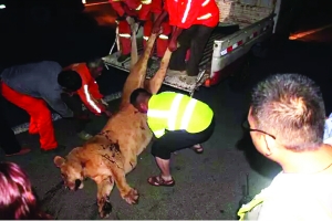 這頭母獅體態(tài)彪悍，重達(dá)400斤左右 網(wǎng)絡(luò)圖片　