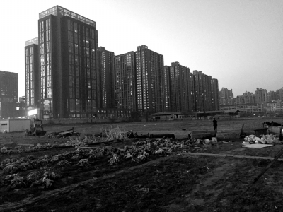 荒地上除堆放一些雜物外，還被附近居民種上了一片大白菜。