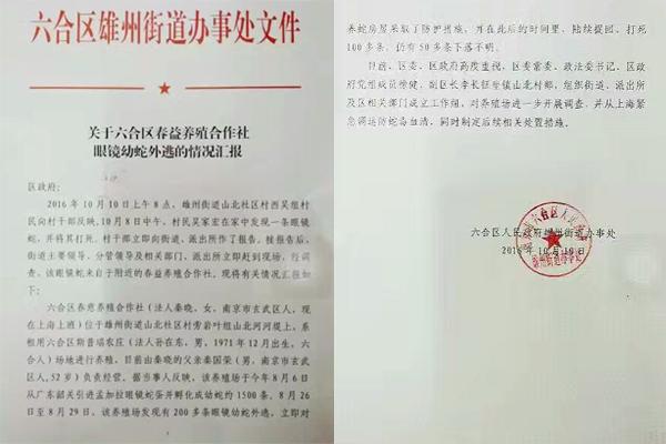 交匯點(diǎn)10月10日消息， 10日晚上，一則消息在南京人的朋友圈和微信群里瘋傳，網(wǎng)傳消息稱：六合雄州街道山北村一個(gè)農(nóng)莊私自養(yǎng)眼鏡蛇，幾天前突然跑出來了，估計(jì)二三百條。交匯點(diǎn)記者向六合區(qū)委宣傳部相關(guān)人士求證，證實(shí)了此事確實(shí)發(fā)生。