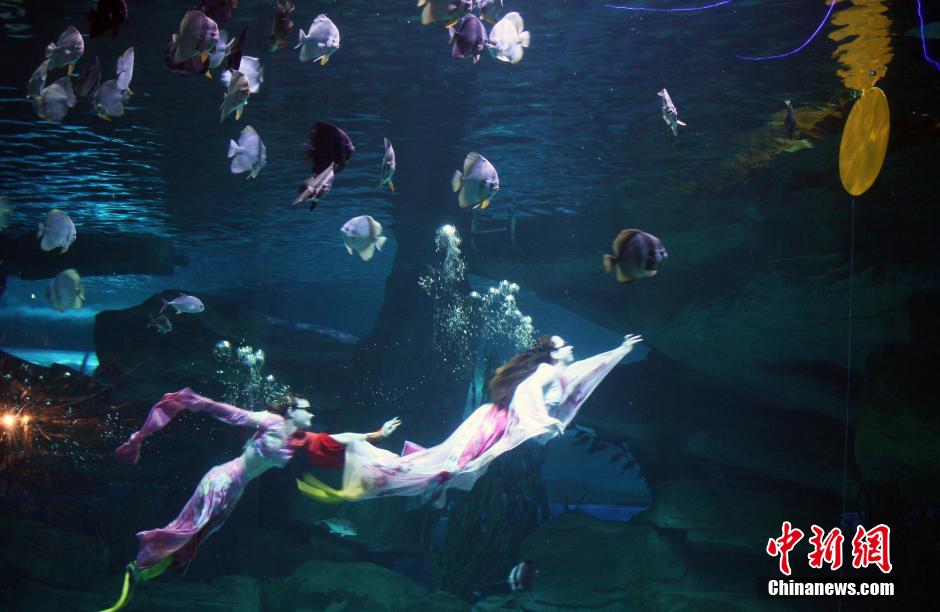 9月7日，在中秋節(jié)到來前一天，山東泉城海洋極地世界為游客帶來“嫦娥水中奔月”表演。