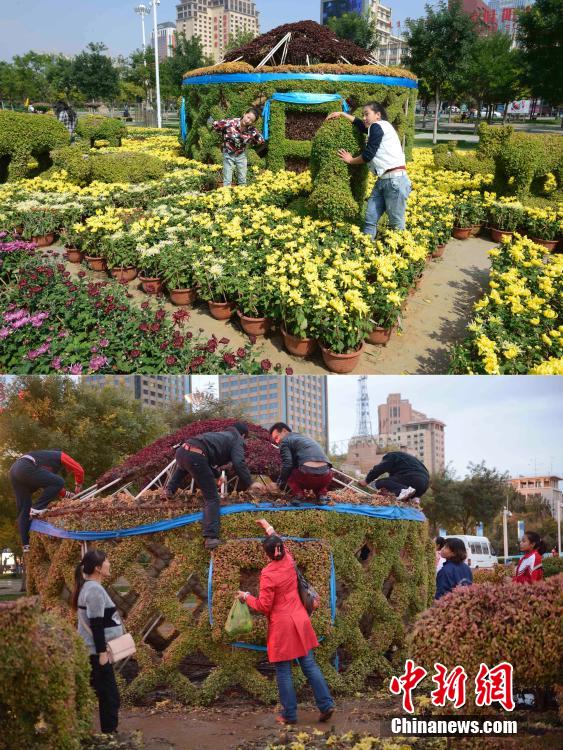 呼和浩特菊花展提前結(jié)束 數(shù)萬(wàn)盆菊花被搬空