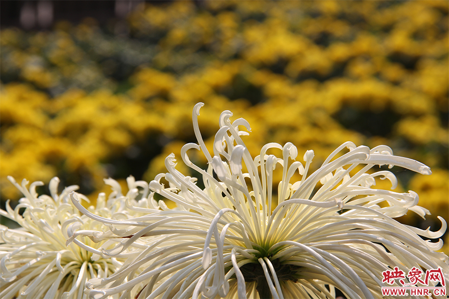菊花飄香。