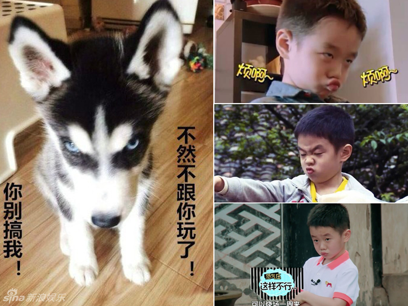 不小心就撞臉了！盤點動物界的明星相