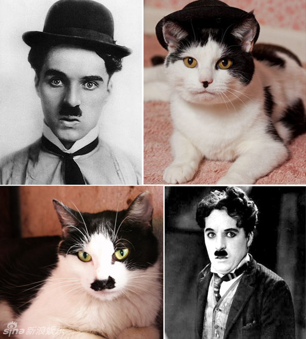 不小心就撞臉了！盤點動物界的明星相