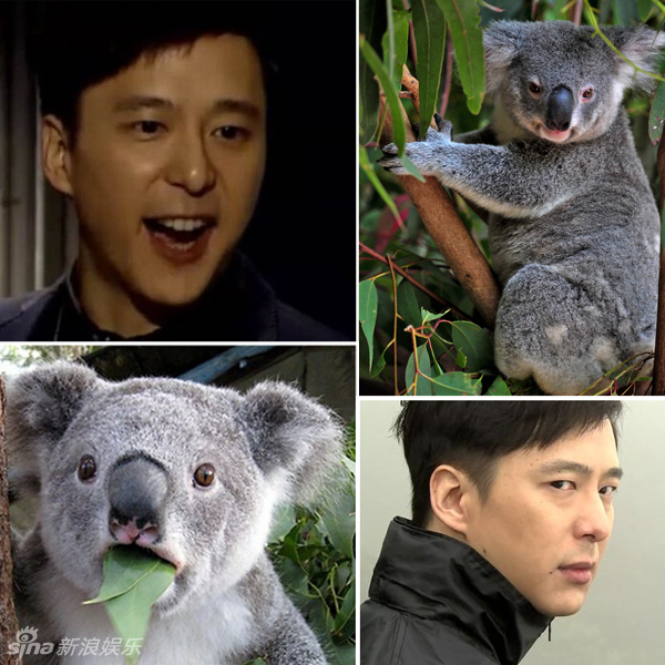 不小心就撞臉了！盤點動物界的明星相