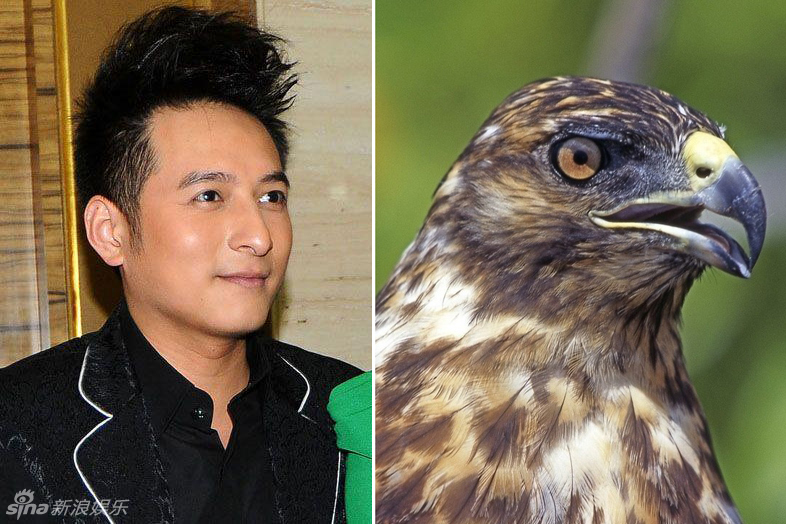 不小心就撞臉了！盤點動物界的明星相