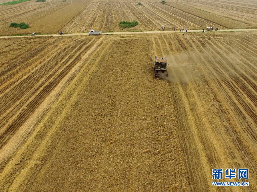 這是5月28日在河南省南陽市唐河縣甘河灣村航拍的麥?zhǔn)宅F(xiàn)場(chǎng)。