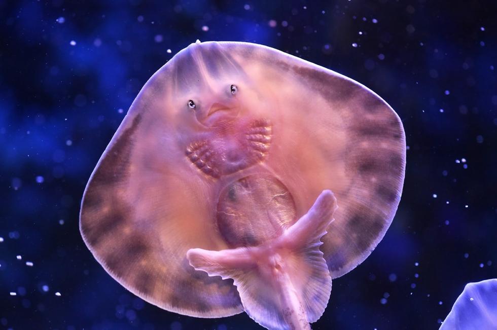 它頭上長得像眼睛的東西其實(shí)是它腹部的腮。