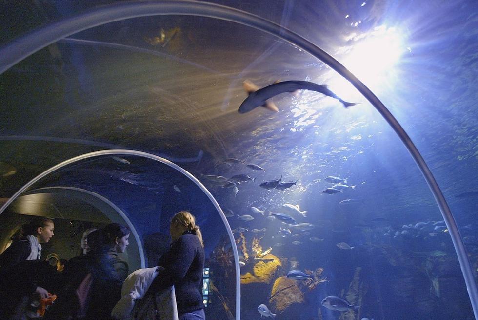 游人們穿梭在海底隧道。