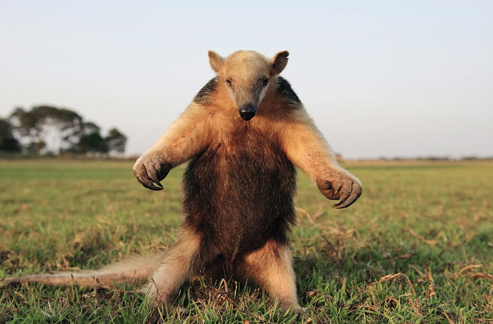 腿站立并不斷拍打胸脯向吉普車發(fā)出警告的食蟻獸。
