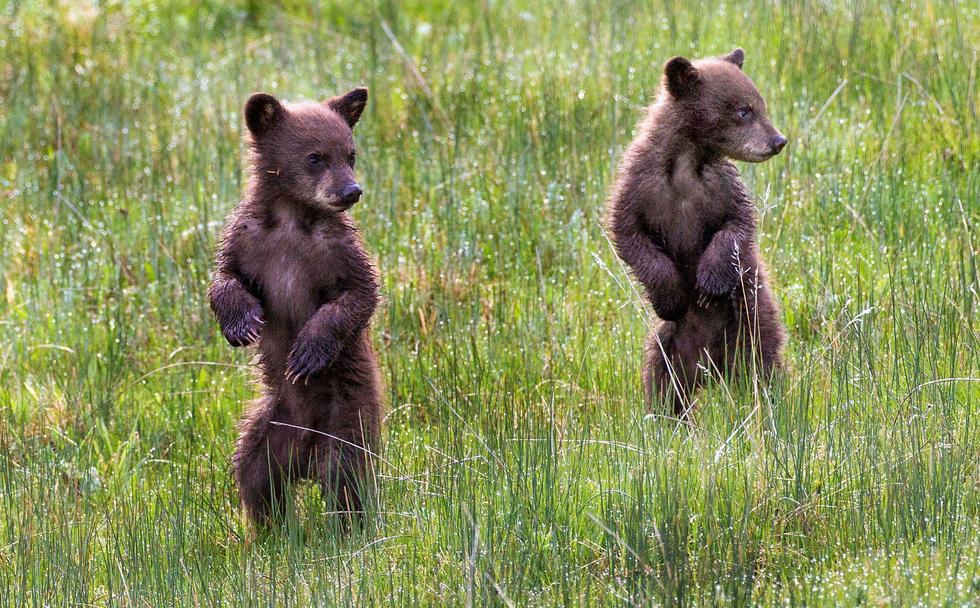 當(dāng)看到這些可愛的小熊照片時，你的心一定被它們的模樣給萌化了吧！